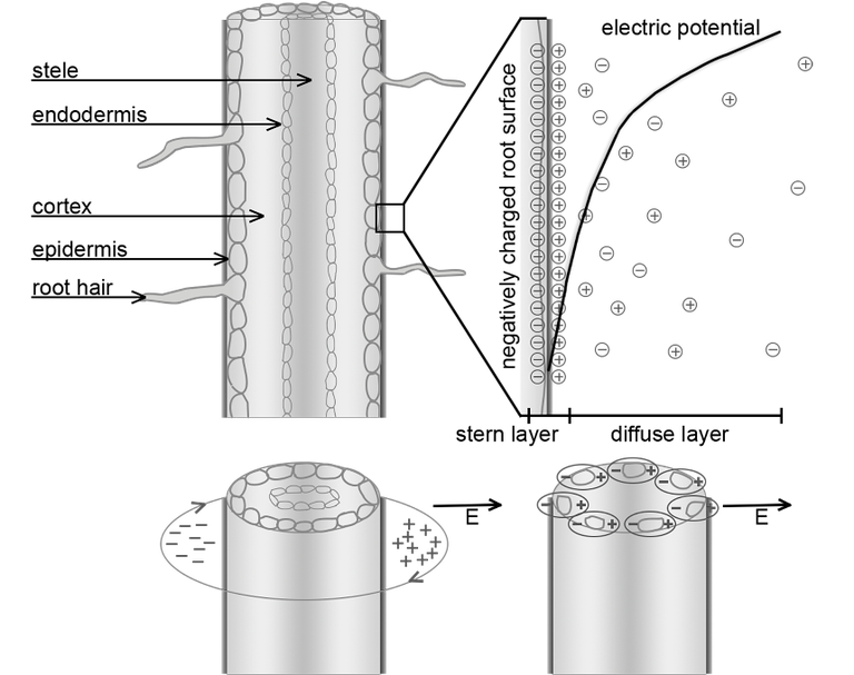 Schematischer Doppelschichtaufbau auf der Wurzeloberfläche (oben) und das konzeptionelle Modell für die Wurzelpolarisation (unten).