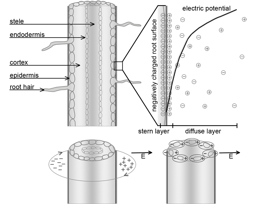 Schematischer Doppelschichtaufbau auf der Wurzeloberfläche (oben) und das konzeptionelle Modell für die Wurzelpolarisation (unten).