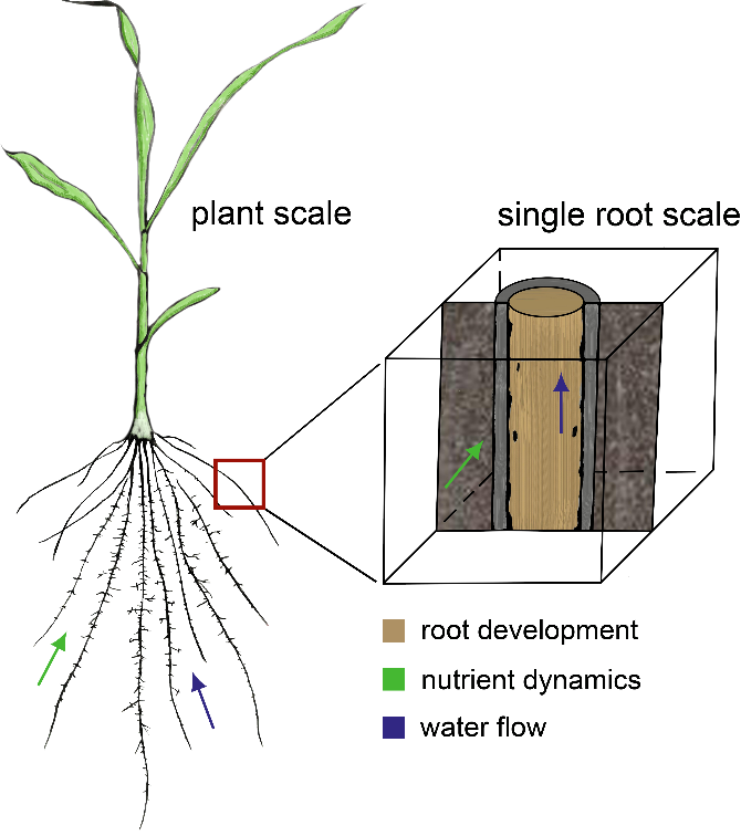 Skizze des Upscaling-Prozesses von der Einzelwurzelskala auf die Pflanzenskala für Boden-Wurzel-Prozesse und die daraus resultierenden elektrischen Signale.