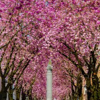 Cherry Blossoms in the Old Town.