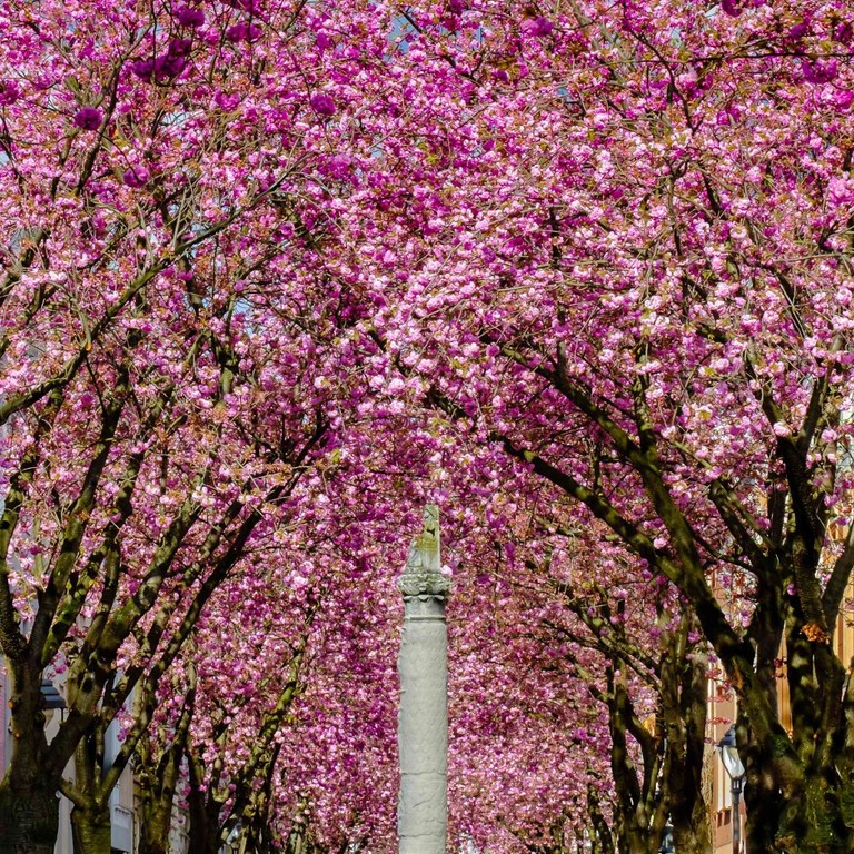 Cherry Blossoms in the Old Town.